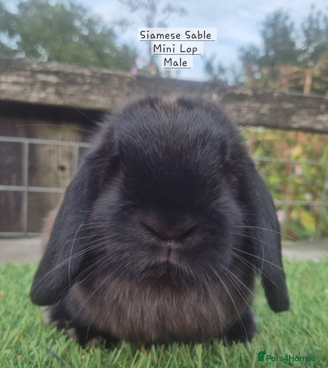 Mini Lop rabbits for sale: Various young mini lop males  - Image 16