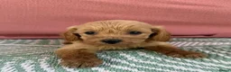 Cavapoo dogs for sale: Adorable F1B Cavapoo puppies PRA CLEAR! - Advert 5
