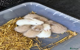 Lionhead rabbits for sale: 5x beautiful dwarf lion head bunnies  - Image 1