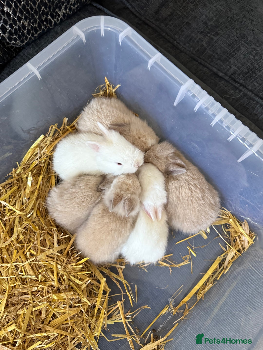 Lionhead rabbits for sale: 5x beautiful dwarf lion head bunnies  - Image 1