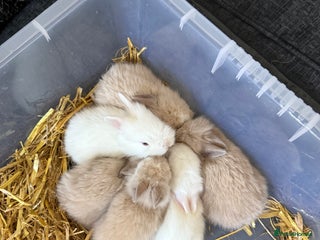 Lionhead rabbits - Advert 33