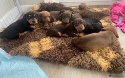 Miniature Dachshund dogs for sale: Mini wire haired dachsunds - Image 8