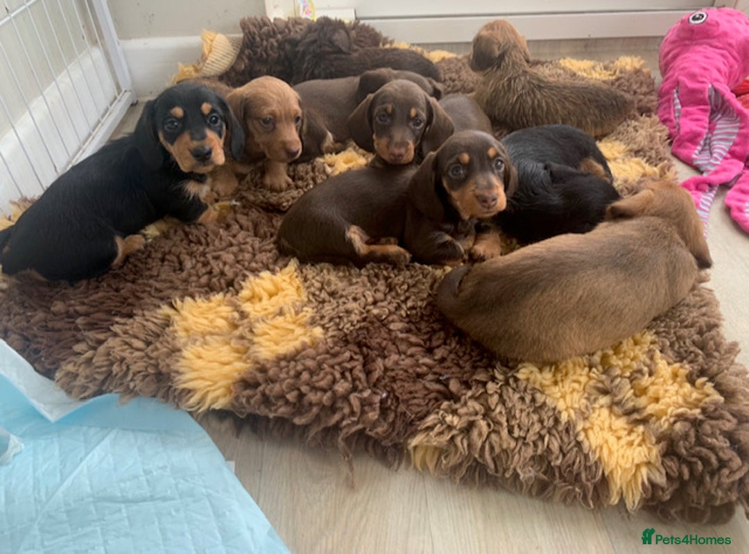 Miniature Dachshund dogs for sale: Mini wire haired dachsunds - Image 8
