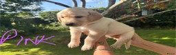 Goldador dogs for sale: Golden Retriever Labrador Puppies - Advert 6