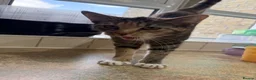 Mixed Breed cats for sale: Beautiful 1 year old kitten for sale in Halifax - Advert 2