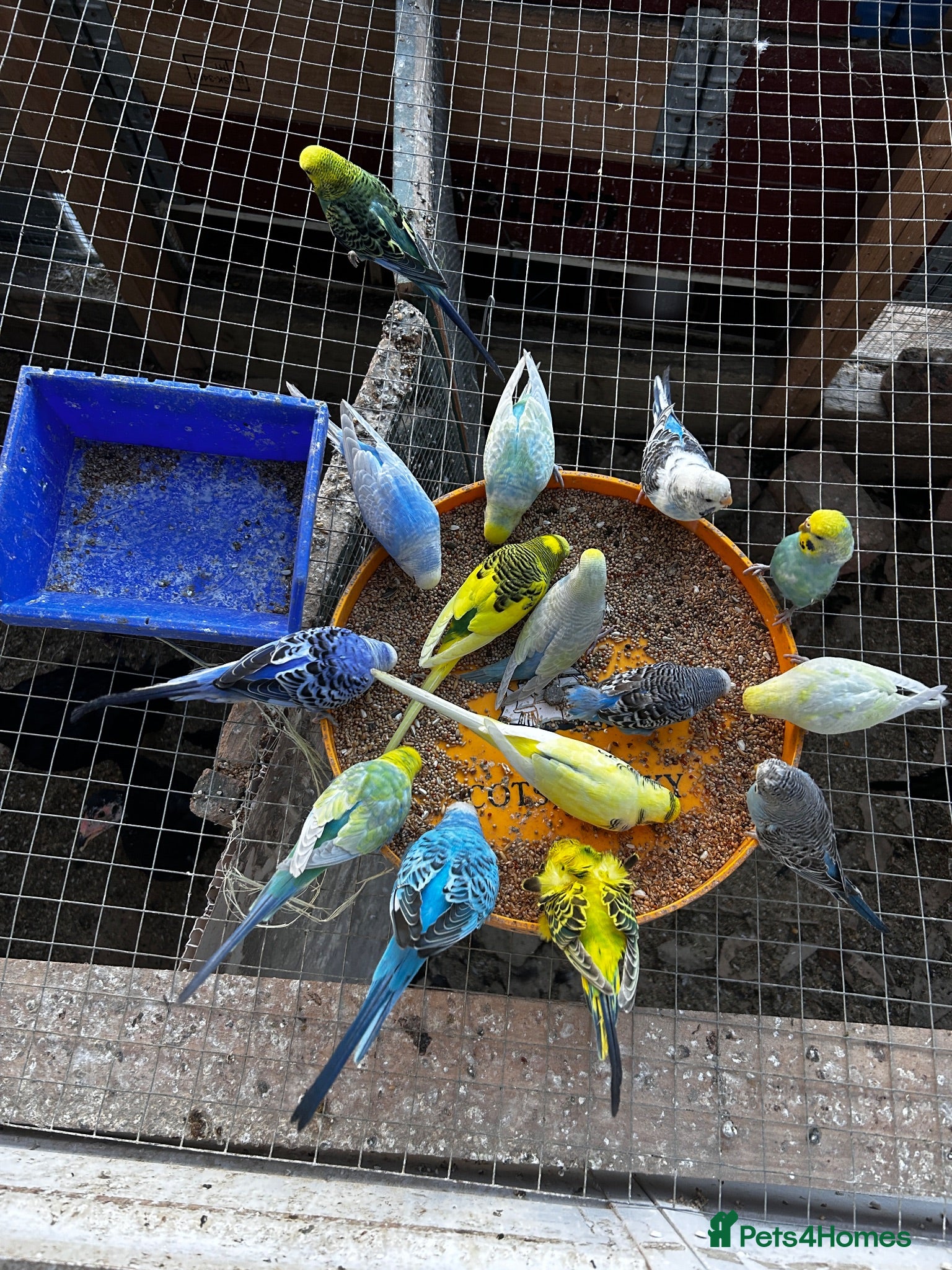 Budgerigars birds Beautiful adorable baby budgies  - Advert 4