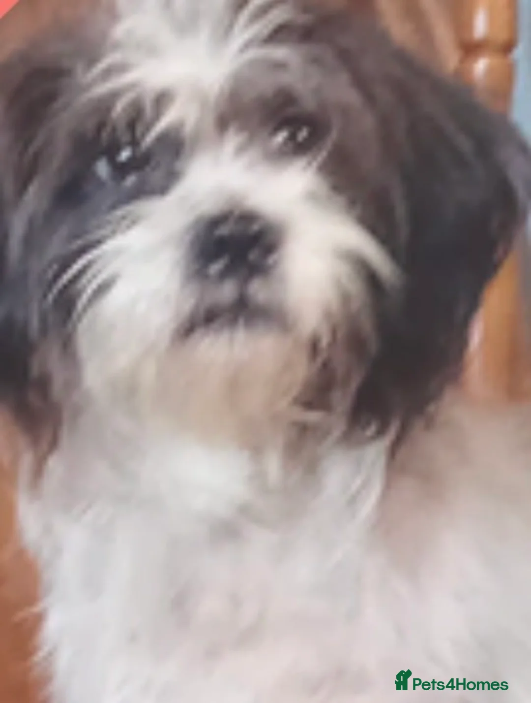 Malshi dogs for sale: Male Malshi pup in Crewe - Advert 2