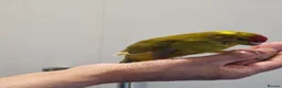 Parakeets birds for sale: Handreared baby Kakariki for sale  - Advert 12