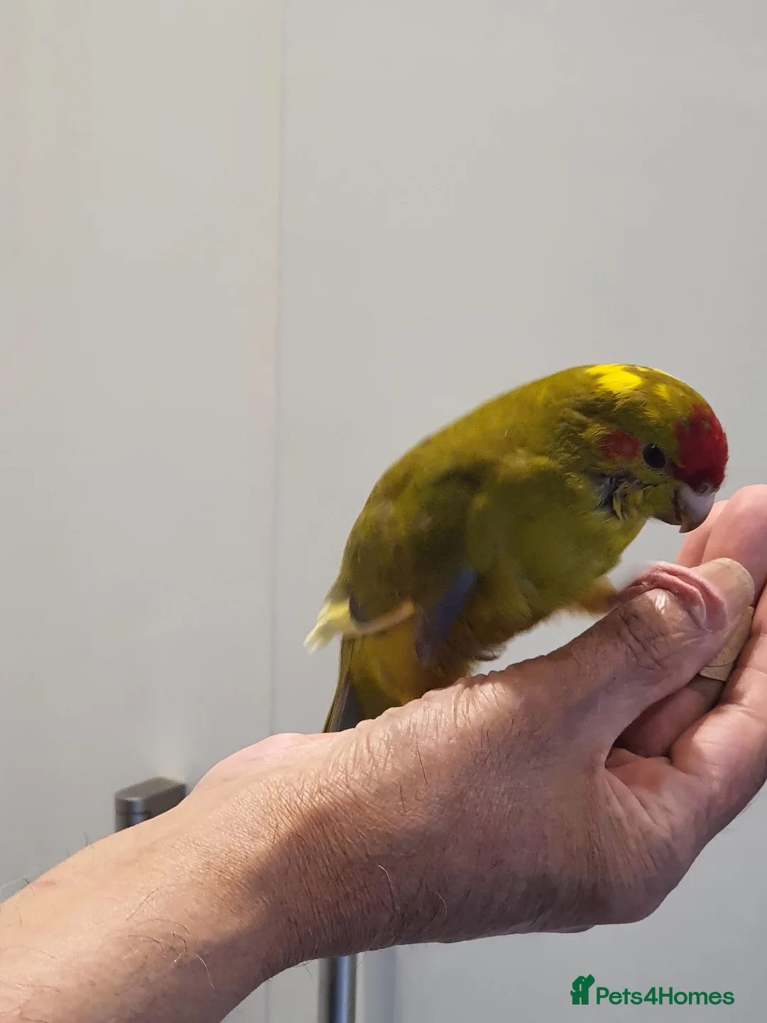 Parakeets birds for sale: Handreared baby Kakariki for sale  - Advert 12