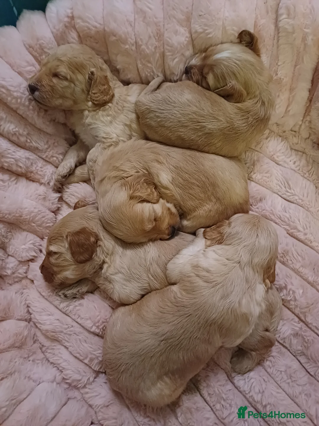 Cockapoo dogs for sale: Cockapoo Puppies - Advert 26