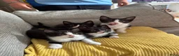 Mixed Breed cats for sale: Black and white kittens  in Burton-on-Trent - Advert 8