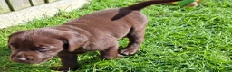 Labrador Retriever dogs for sale: Chocolate labrador retrievers  - Advert 5