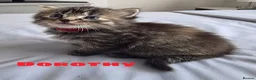 Mixed Breed cats for sale: Four beautiful fluffs - Advert 4