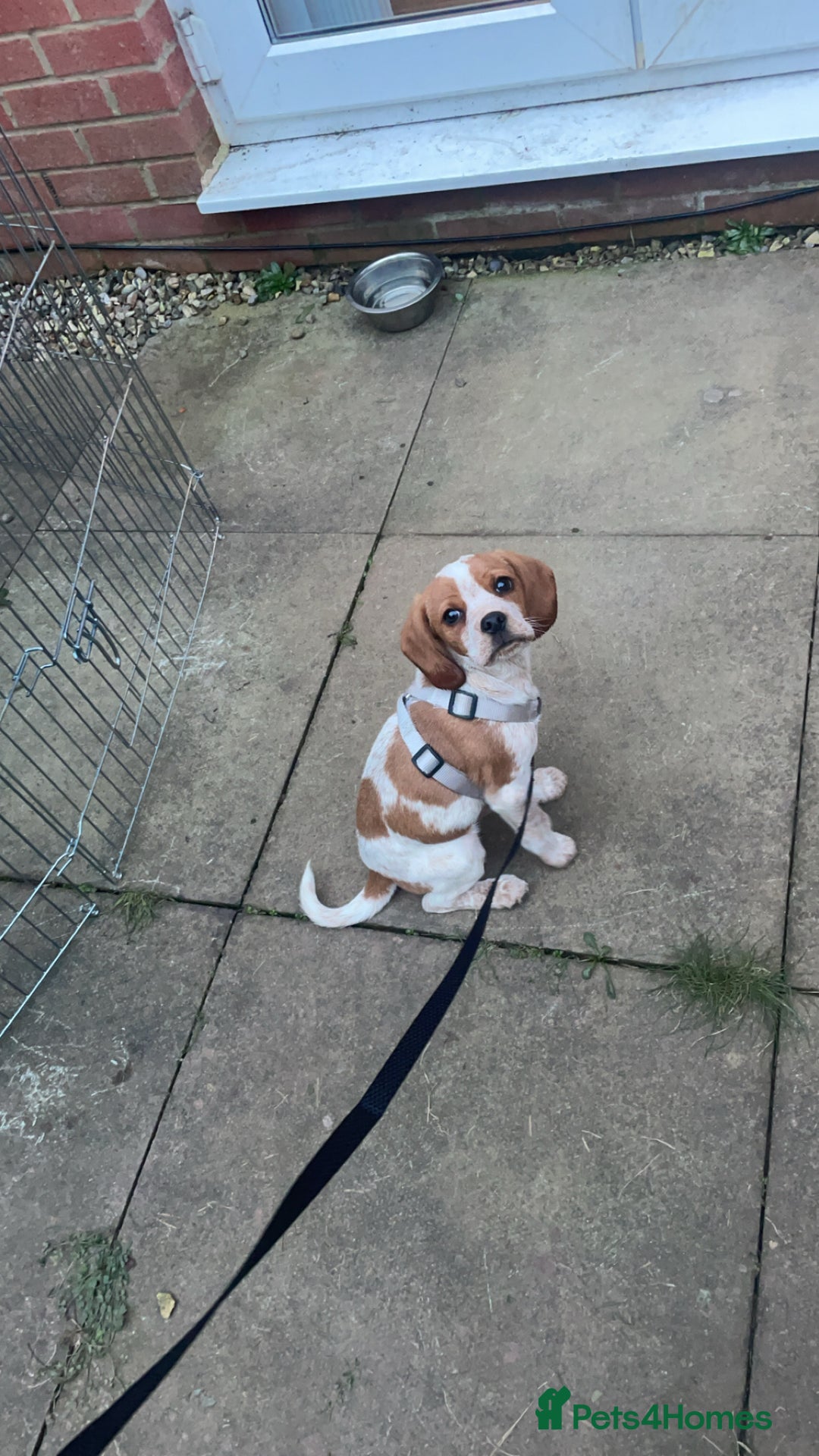 Beaglier dogs for sale: 13 month old beaglier  - Advert 36