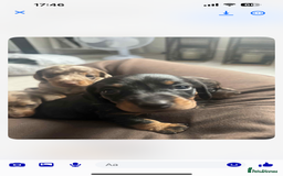 Dachshund dogs for sale: 1 boy 3 girls  - Image 7