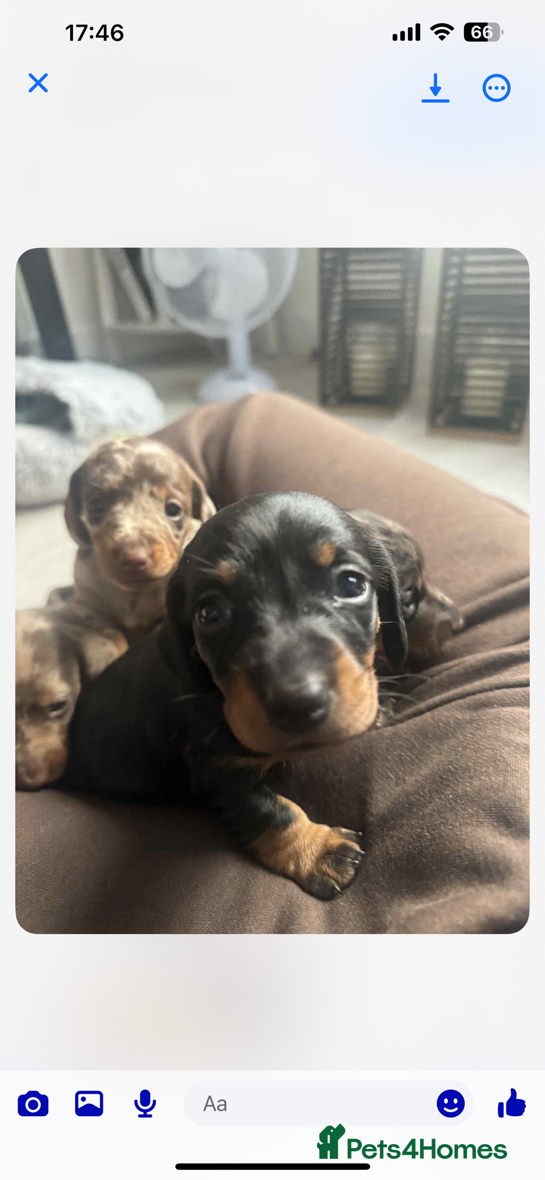 Dachshund dogs for sale: 1 boy 3 girls  - Image 7