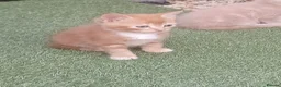 Mixed Breed cats for sale: ADORABLE KITTENS FOR SALE - Advert 11