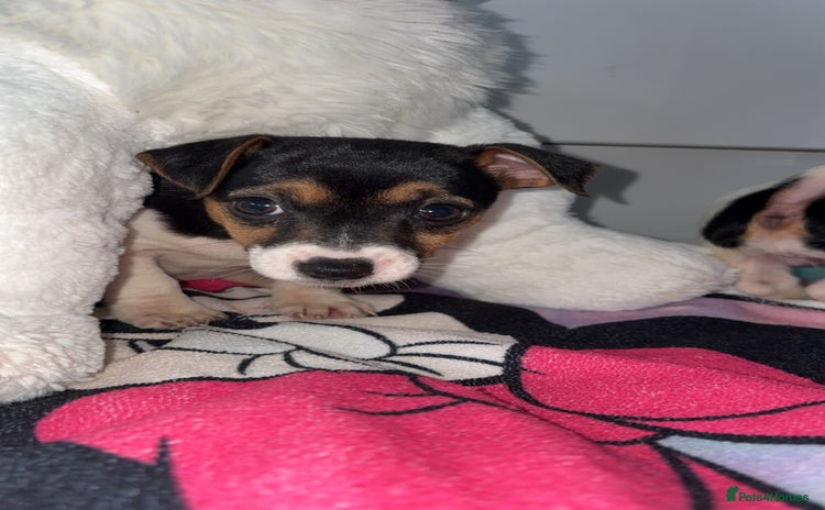 Jack Russell dogs - Advert 3