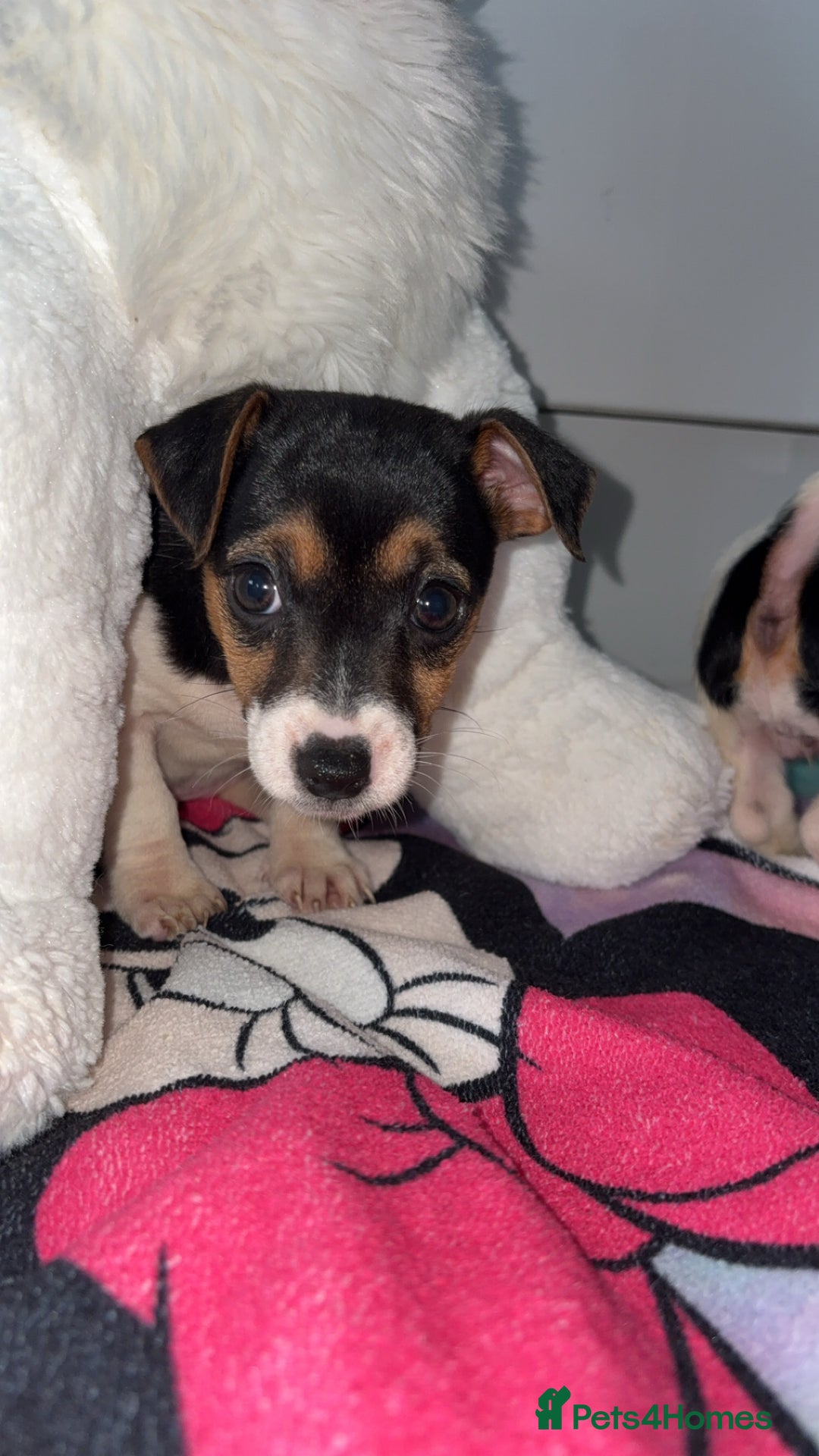 Jack Russell dogs for sale: 💙 4 beautiful Jack Russell’s 🩷 - Image 1