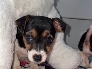Jack Russell dogs - Advert 9