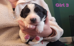 Sprollie dogs for sale: Sprollie Puppies - Image 20