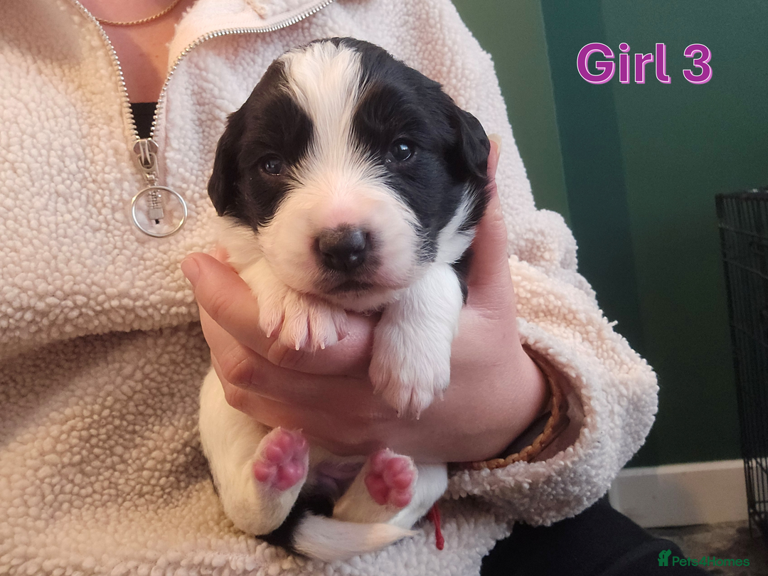 Sprollie dogs for sale: Sprollie Puppies - Image 20