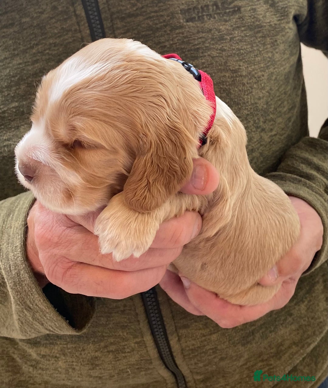 Cocker Spaniel dogs for sale: Adorable show cocker spaniels - Image 13