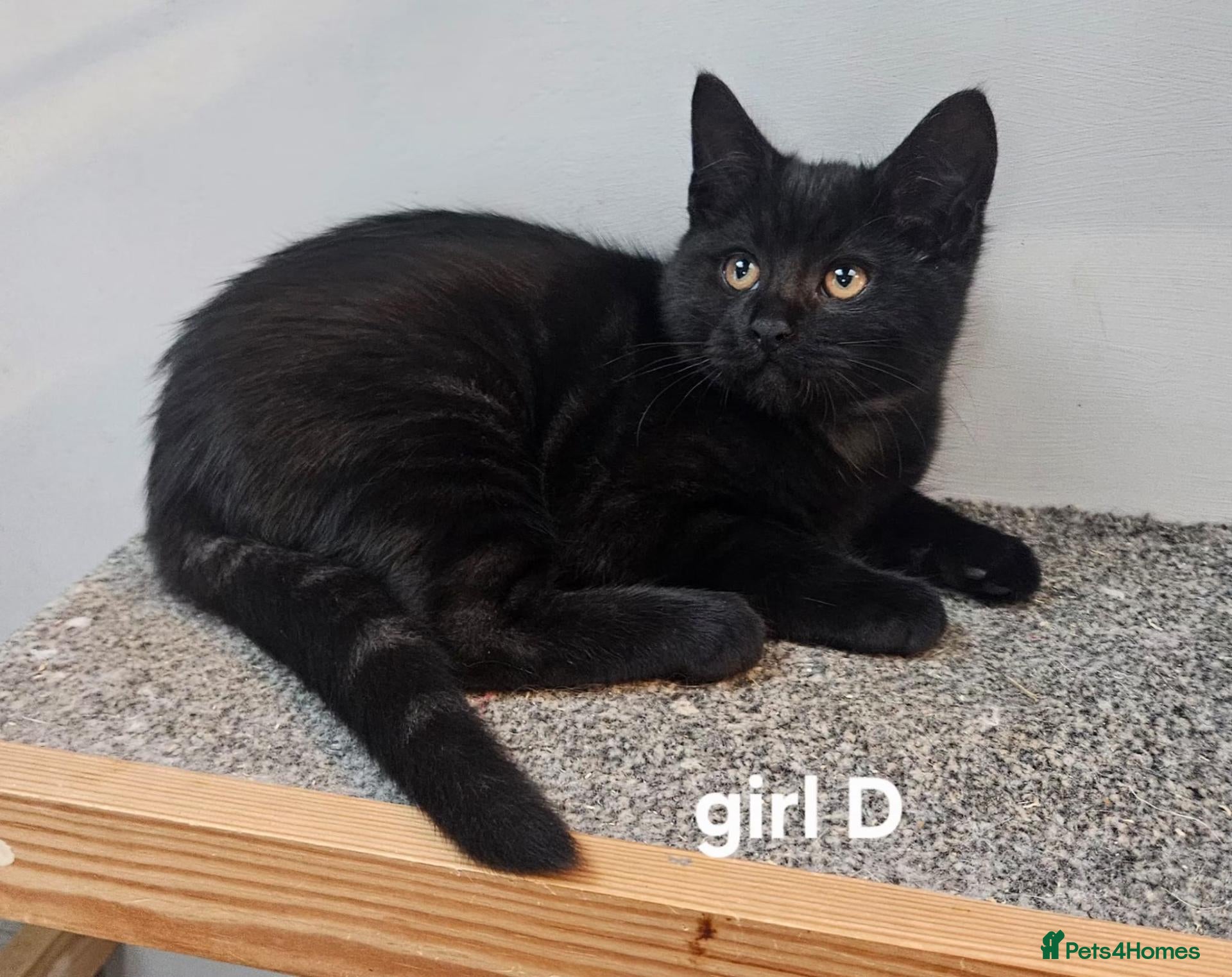 Maine Coon cats for sale: Maine coon cross kittens  - Advert 2