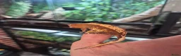 Gecko reptiles for sale: Crested geckos - Advert 7