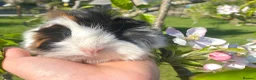 Guinea Pig rodents for sale: Guinea Pig Looking for their forever homes  - Advert 15