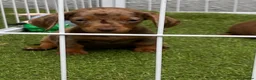 Miniature Dachshund dogs for sale: 6 beautiful miniature dachshund  in Wickford - Advert 15