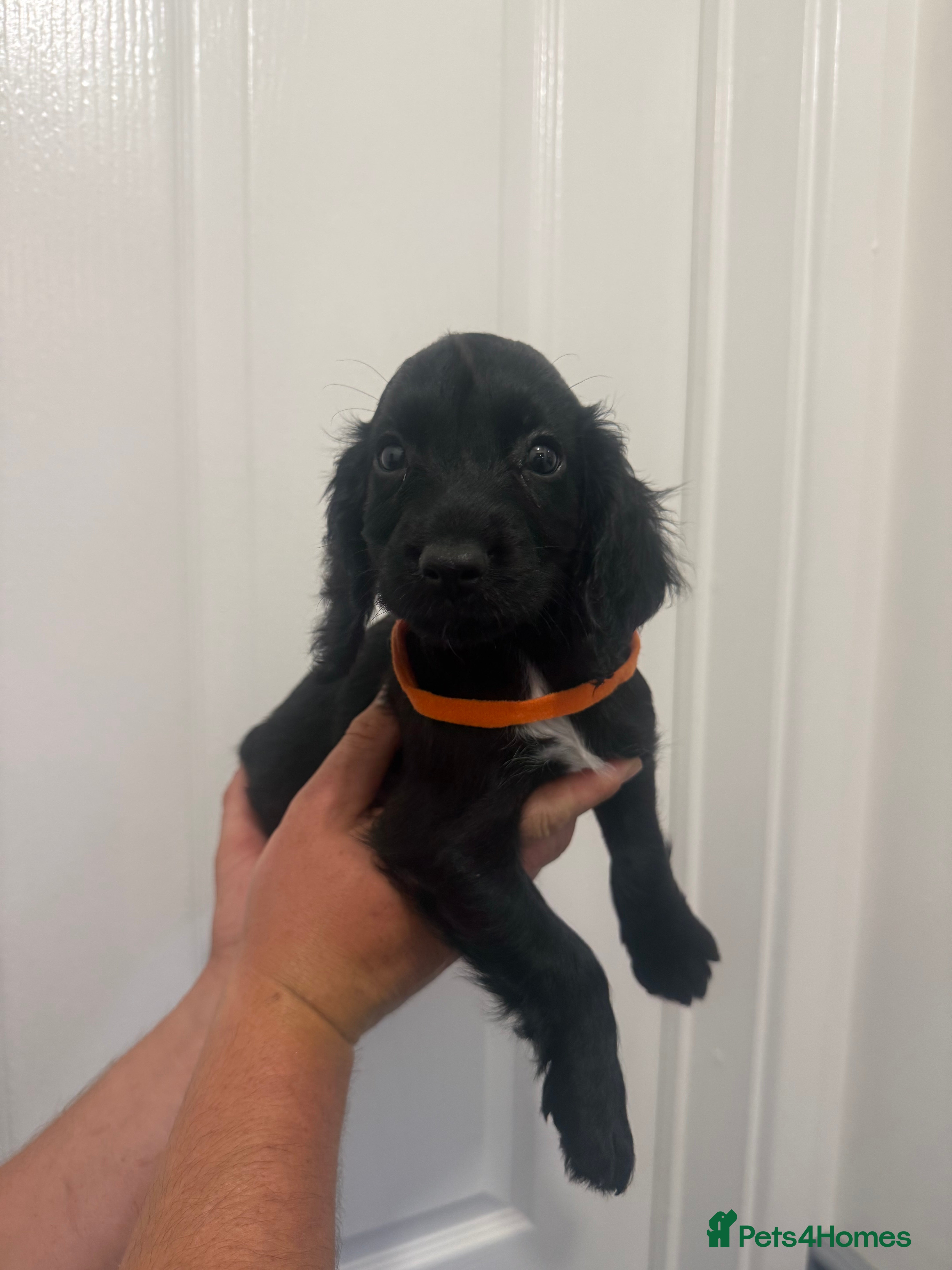 Cocker Spaniel dogs Pedigree Cocker Spaniel puppies  - Advert 7