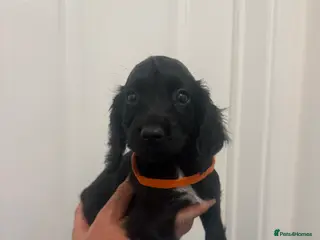 Cocker Spaniel dogs Pedigree Cocker Spaniel puppies - Advert 1