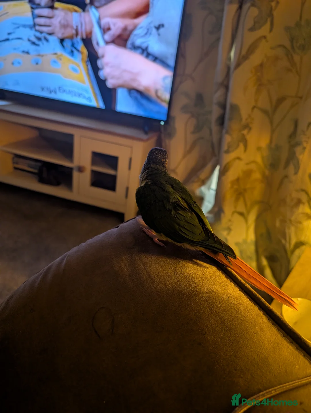 Conures birds for sale: Female pineapple conure - Advert 4