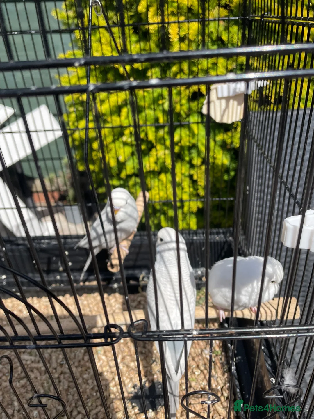 Budgerigars birds for sale: Budgies - Advert 6