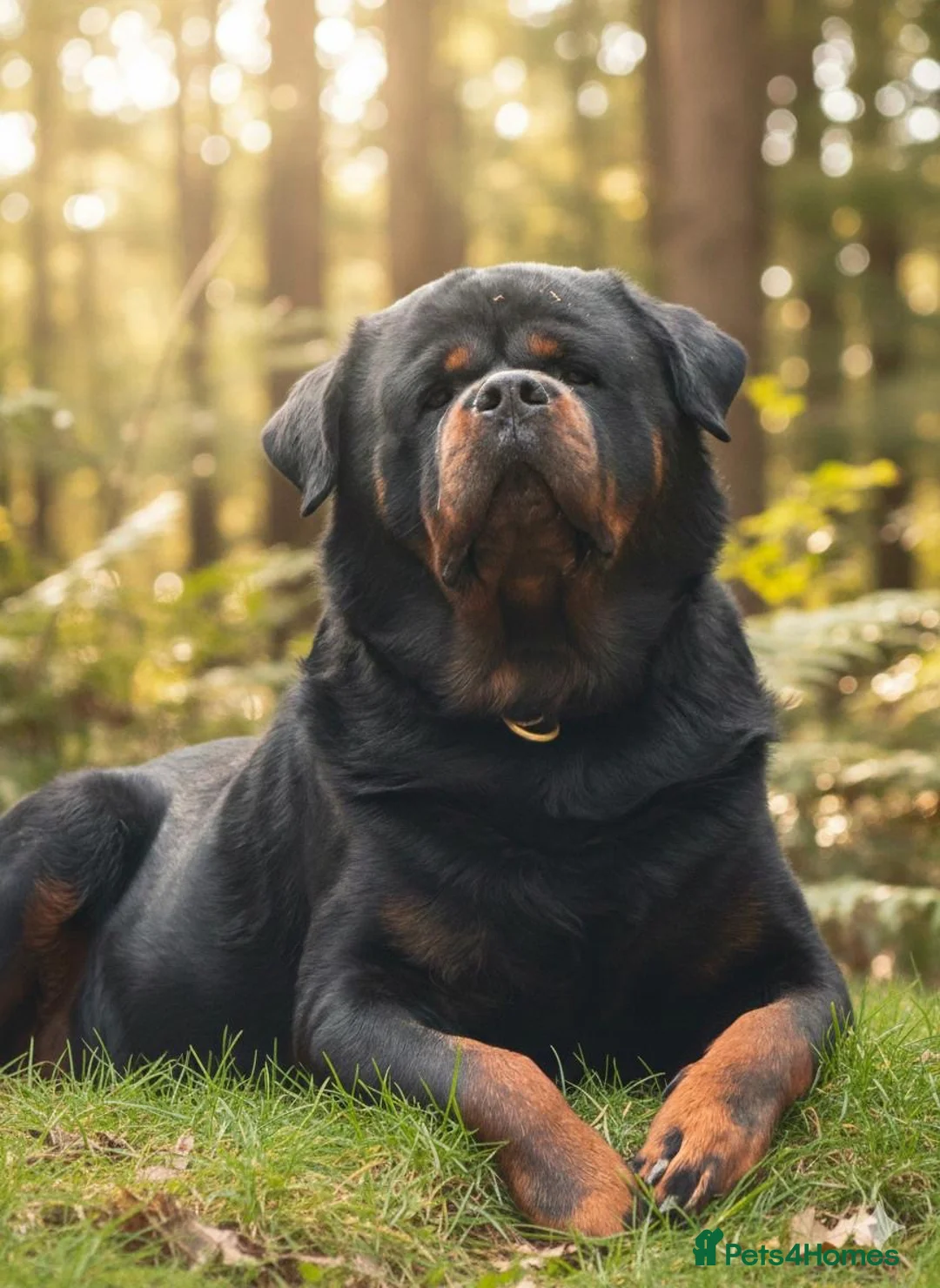 Rottweiler dogs for stud: Top quality health tested kc male German X serbian - Advert 2
