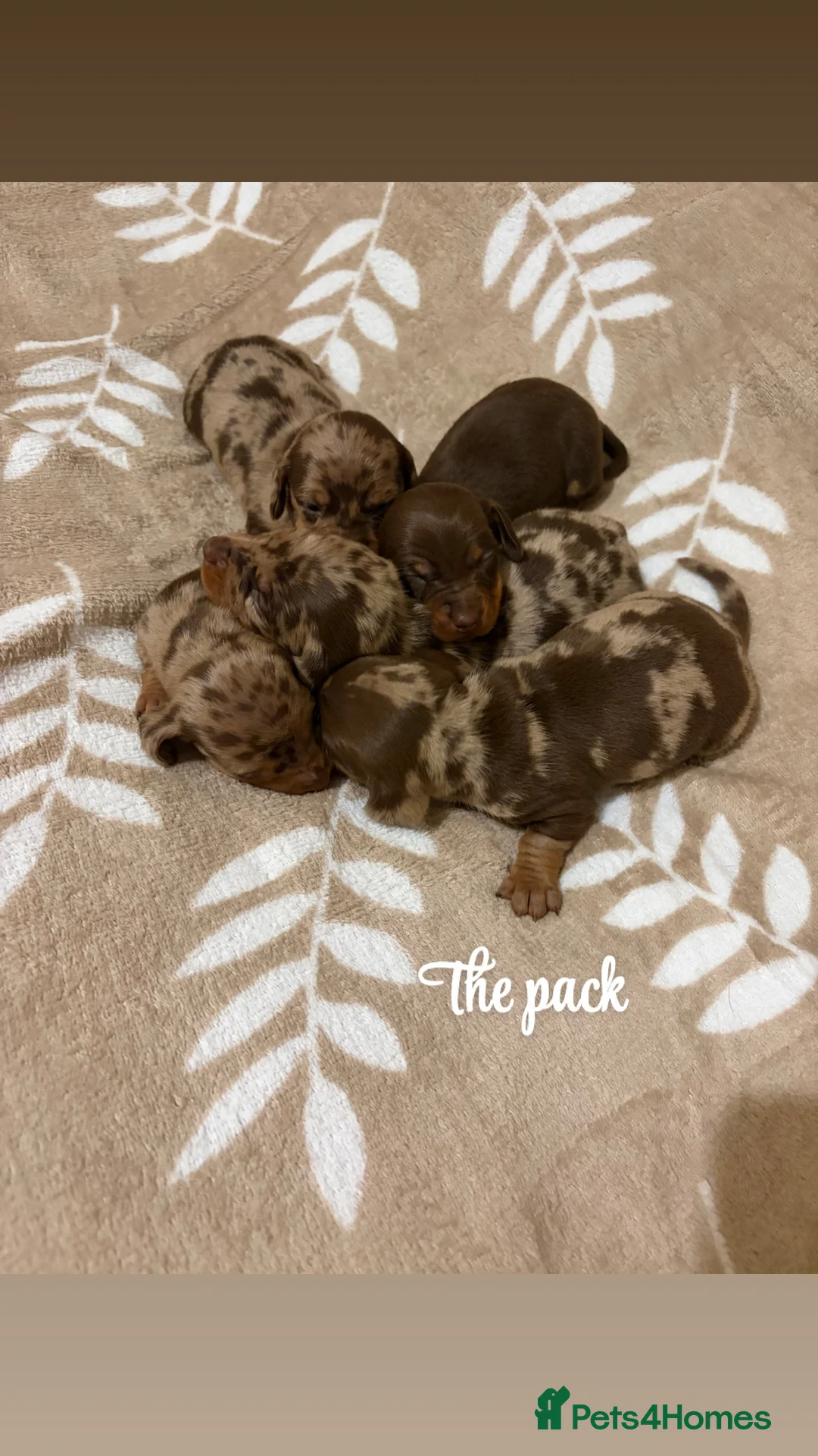 Miniature Dachshund dogs for sale: Miniature Dachshund KC REG PRA Clear   - Advert 7