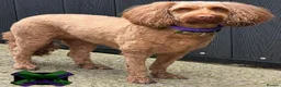 Cockapoo dogs for sale: Adult f1 mini cockapoo 💖spayed  - Advert 1