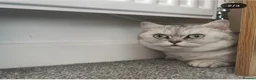 Munchkin cats for sale: Beautiful girl - Advert 3