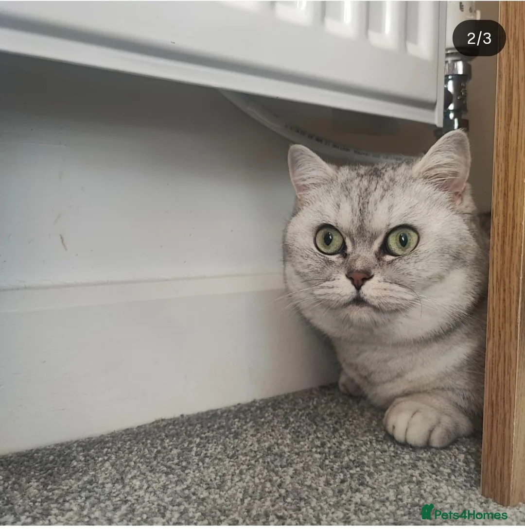 Munchkin cats for sale: Beautiful girl - Advert 3