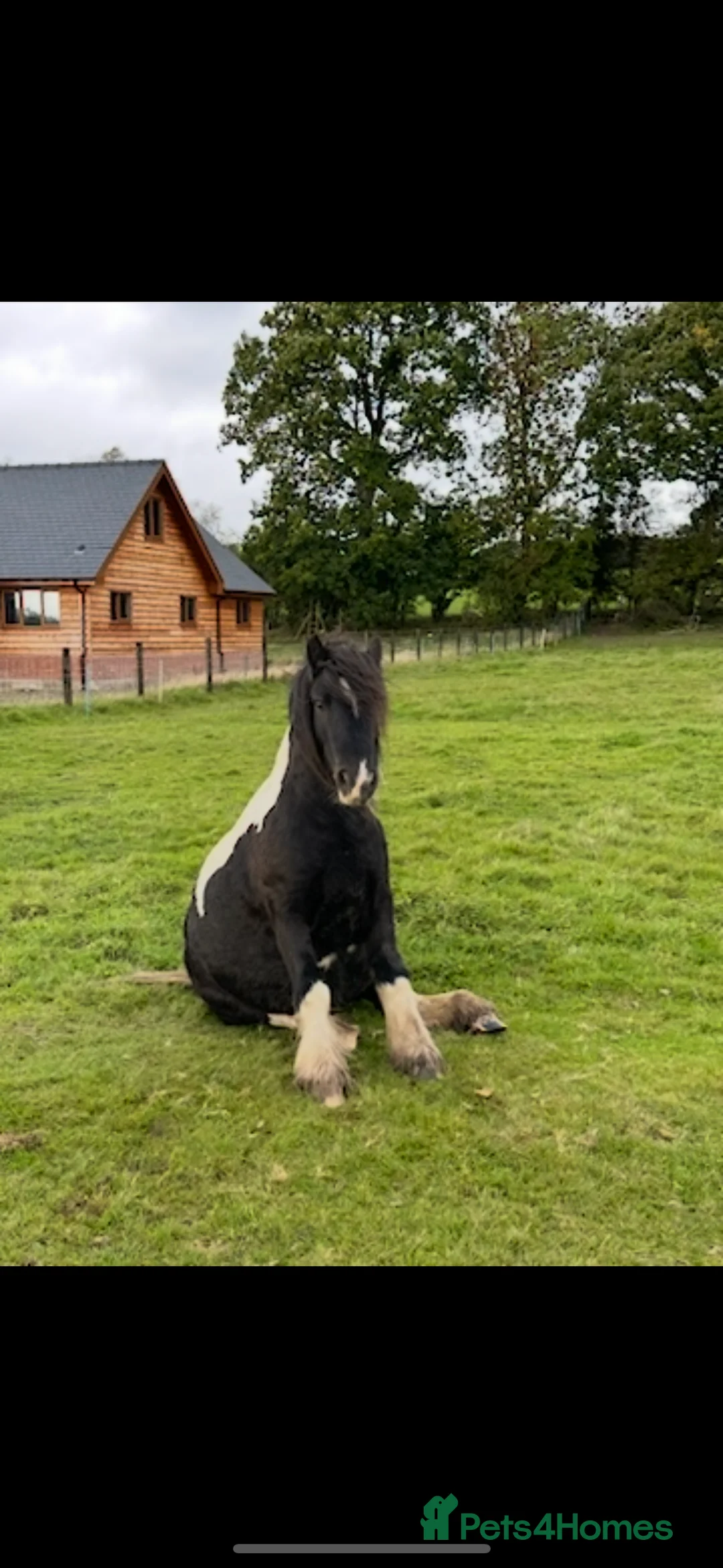 Irish Cob horses for sale: Storm and Indie  - Advert 1