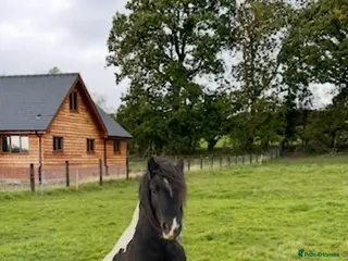 Irish Cob horses Storm and Indie in Llandrindod Wells - Advert 1