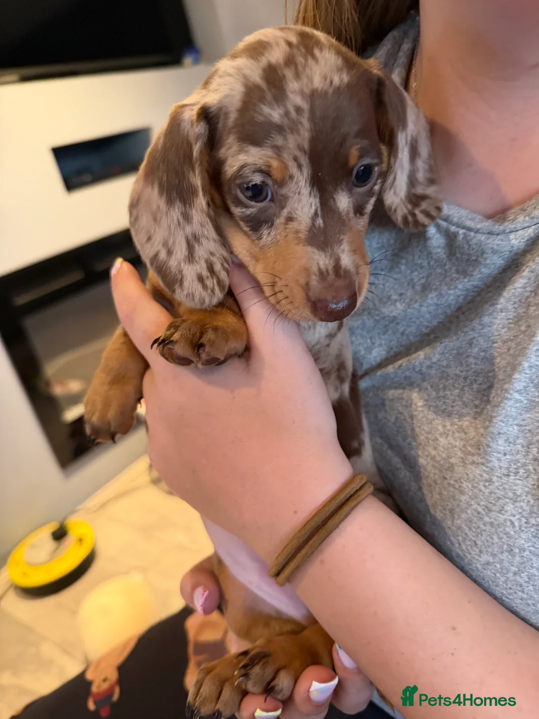 Miniature Dachshund dogs for sale: Miniature dachshunds  - Advert 10