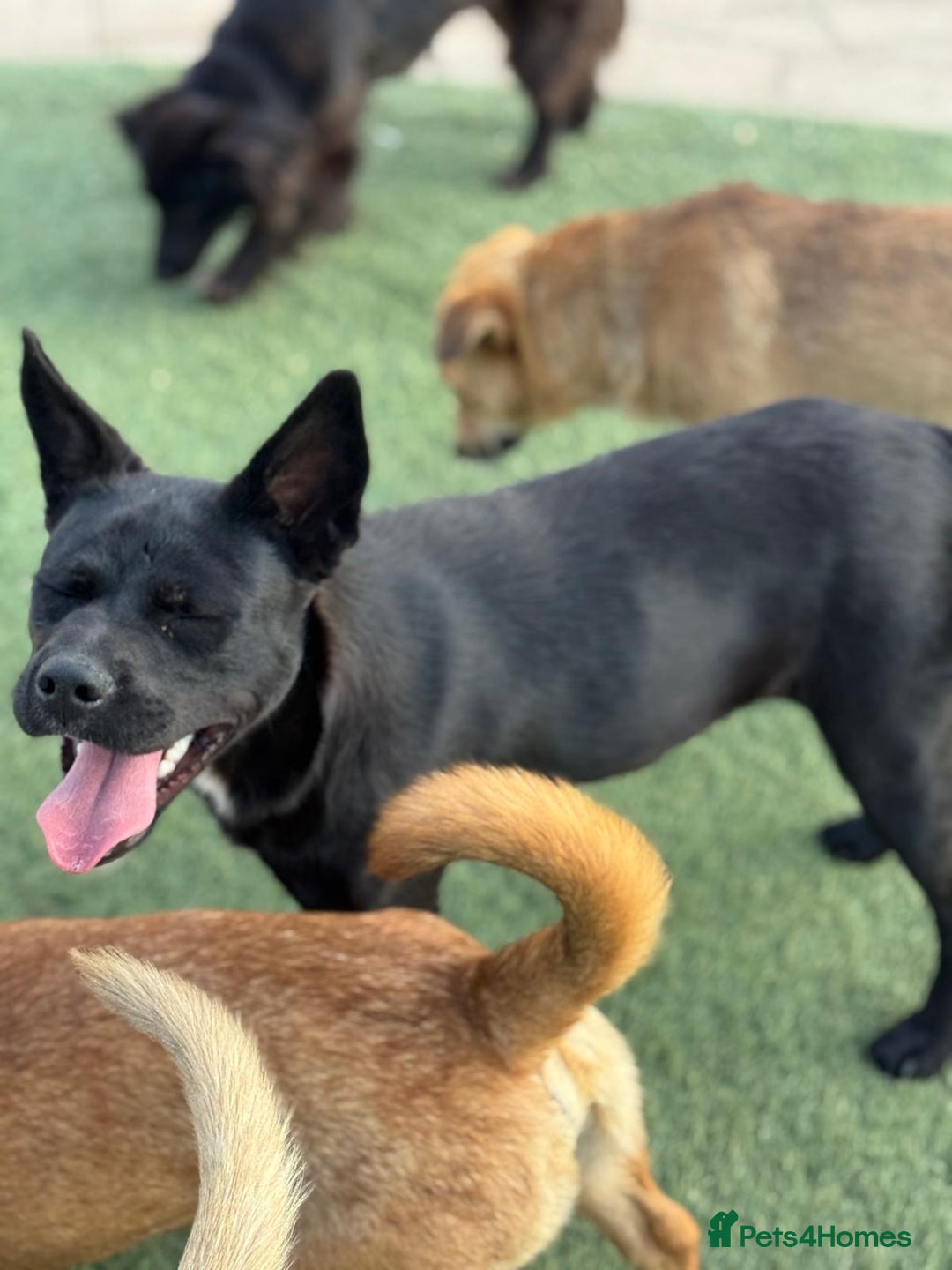 Mixed Breed dogs for adoption: Loving Beatrix looking For LOVE - Image 16
