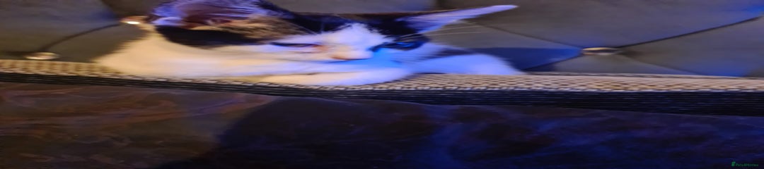 Mixed Breed Kitten 2