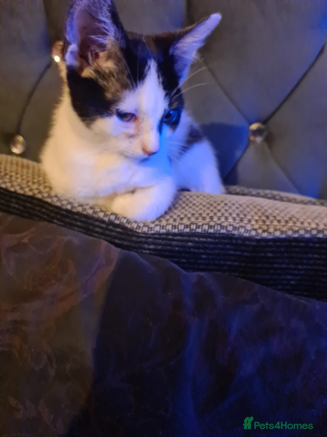 Mixed Breed cats for sale: 2 female kittens - Image 4