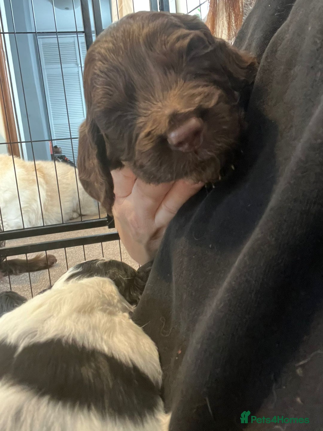 Sprocker dogs for sale: The Best of Both Worlds: Laid-Back & Brainy  - Advert 11