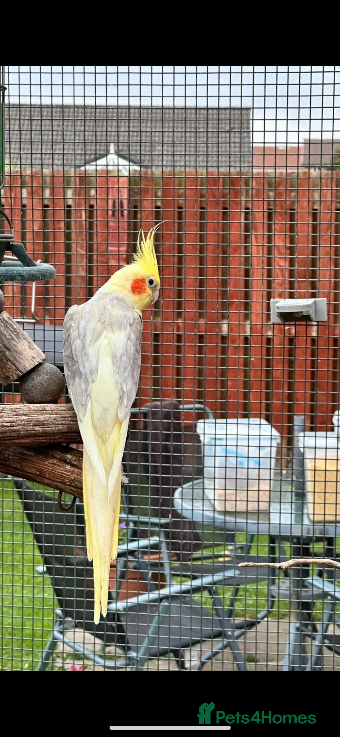 Cockatiels birds Stunning cockatiels  - Advert 6