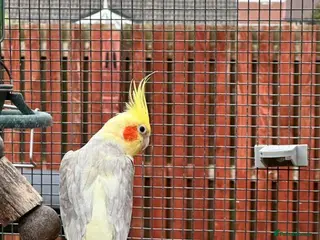 Cockatiels birds Stunning cockatiels - Advert 6