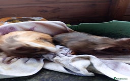 Guinea Pig rodents for sale: Baby Guinea Pigs. - Image 7